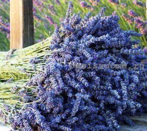 Что посадить в сентябре. Что можно посадить и посеять в сентябре. Делимся опытом и советами 20 Что посадить в сентябре. Что можно посадить и посеять в сентябре. Делимся опытом и советами 20