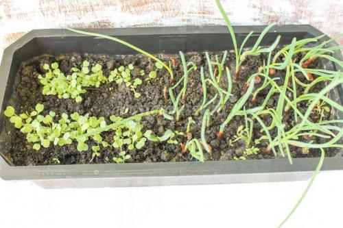 Удивительные цветы из пластиковых бутылок: идеальное решение для улучшения вашего сада 07