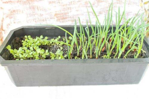 Удивительные цветы из пластиковых бутылок: идеальное решение для улучшения вашего сада 08