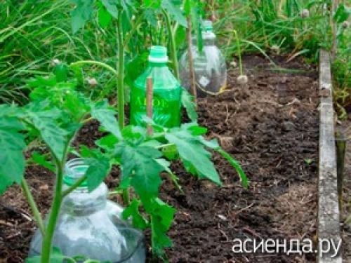 Как обеспечить достаточную увлажненность для цветов, выращиваемых в пластиковых бутылках. Как устроить капельный полив из пластиковых бутылок Существует множество конструкций для автоорошения, подразумевающих покупку шлангов и других приспособлений. Рассмотрим экономичный вариант, доступный каждому. Используя пластиковые бутылки можно обеспечить направленное поступление влаги на несколько дней. Аналогично можно использовать стеклянную тару, полиэтиленовые мешочки. Рассмотрим несколько видов бесперебойного орошения.