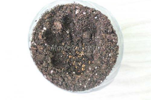 Удивительные цветы из пластиковых бутылок: идеальное решение для улучшения вашего сада 05