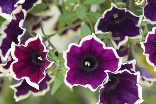 Удивительные цветы из пластиковых бутылок: идеальное решение для улучшения вашего сада 15