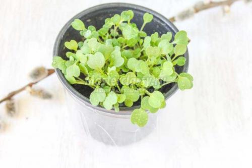 Удивительные цветы из пластиковых бутылок: идеальное решение для улучшения вашего сада 10