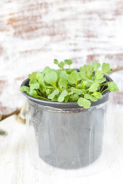 Удивительные цветы из пластиковых бутылок: идеальное решение для улучшения вашего сада 09