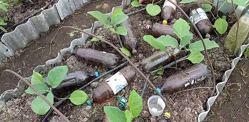 Как обеспечить достаточную температуру для цветов, выращиваемых в пластиковых бутылках. Как простые пластиковые бутылки могут защитить теплицу от заморозков и перегрева