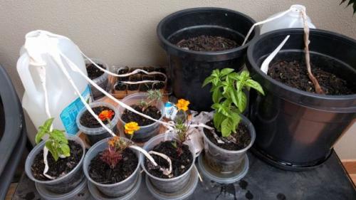 Как обеспечить достаточное количество влаги для цветов, выращиваемых в пластиковых бутылках.  Полив растений