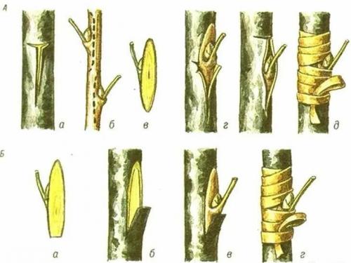 Болезни манго в домашних условиях. Сбалансированная диета при синдроме раздраженного кишечника 02