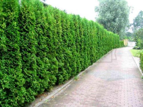 Заборы и изгороди деревянные для частного дома: все, что нужно знать о выборе и установке 04 Заборы и изгороди деревянные для частного дома: все, что нужно знать о выборе и установке 04