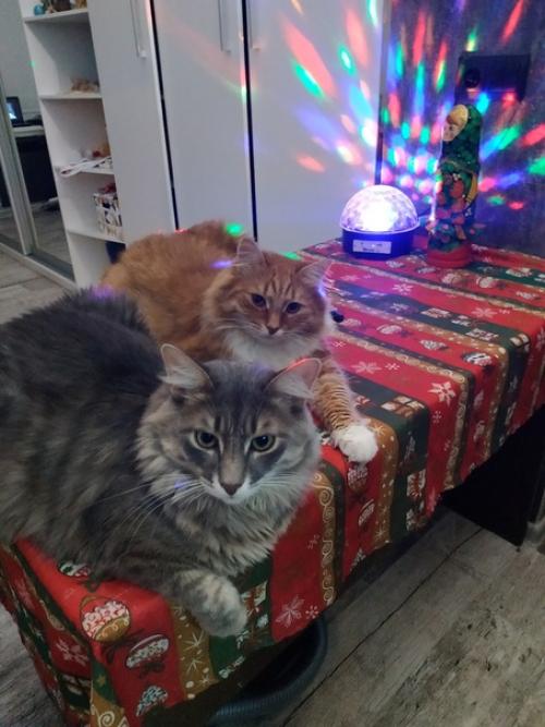 Наконец - то встретила новый год дома и с ремонтом! 03