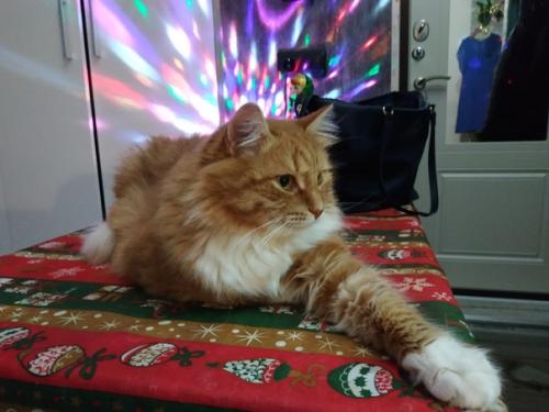 Наконец - то встретила новый год дома и с ремонтом! 02