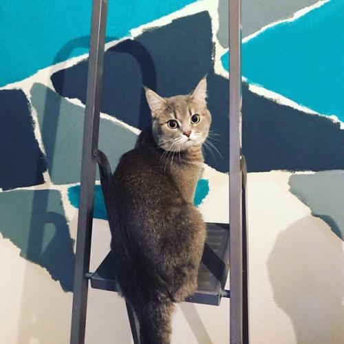 Вот такую красоту соорудили наши подписчики в кухне своими руками. 03