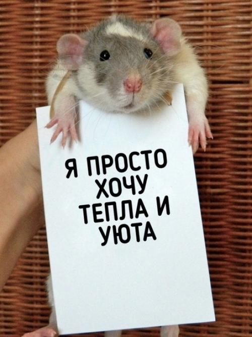 А вы ещё считаете, что домашняя крыска противная? 03