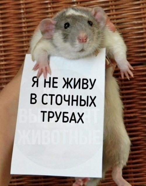 А вы ещё считаете, что домашняя крыска противная?