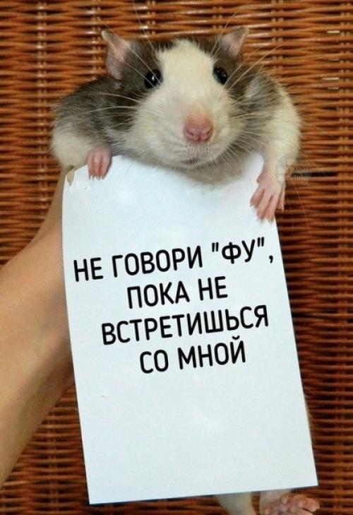 А вы ещё считаете, что домашняя крыска противная? 06