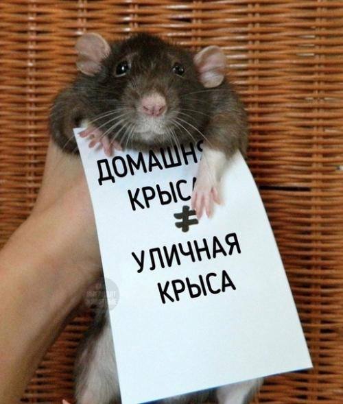 А вы ещё считаете, что домашняя крыска противная? 04