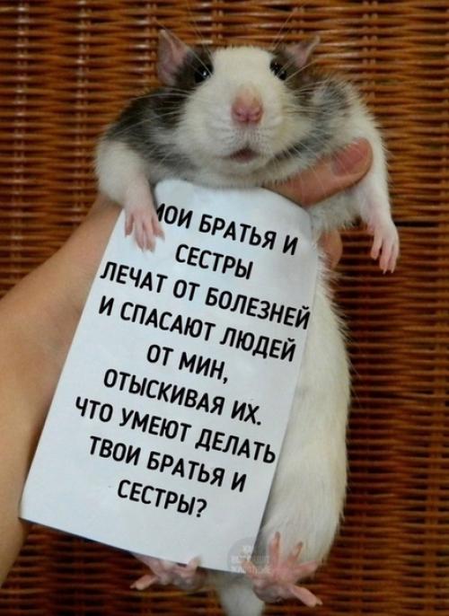 А вы ещё считаете, что домашняя крыска противная? 05