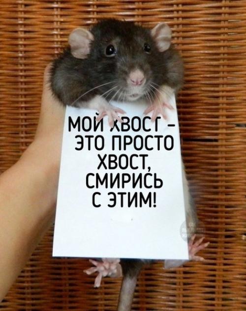 А вы ещё считаете, что домашняя крыска противная? 01