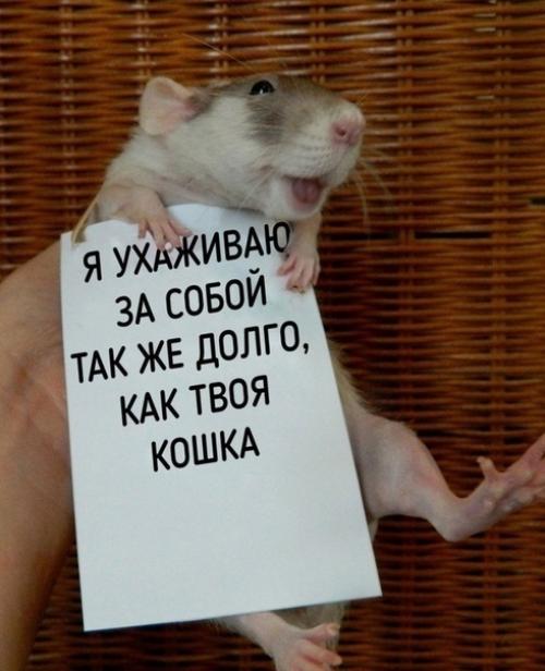 А вы ещё считаете, что домашняя крыска противная? 02