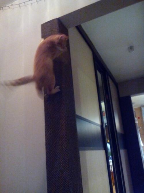 Как спасти свежий ремонт от котейки? 02