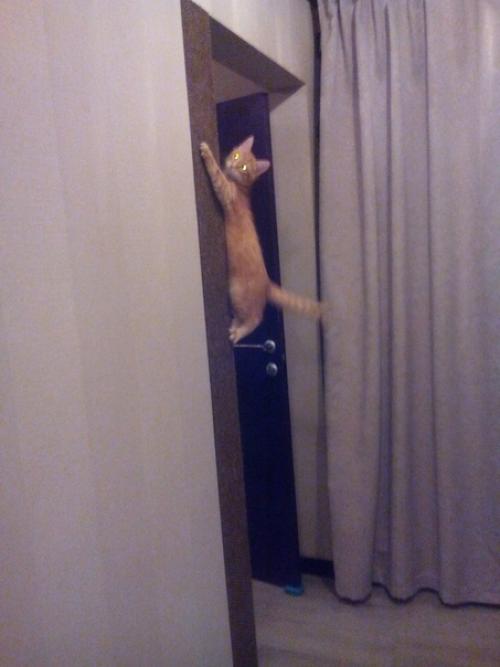 Как спасти свежий ремонт от котейки? 01