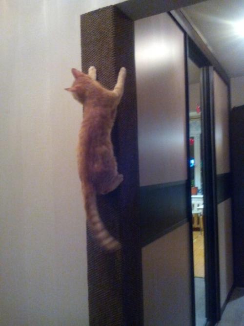 Как спасти свежий ремонт от котейки?