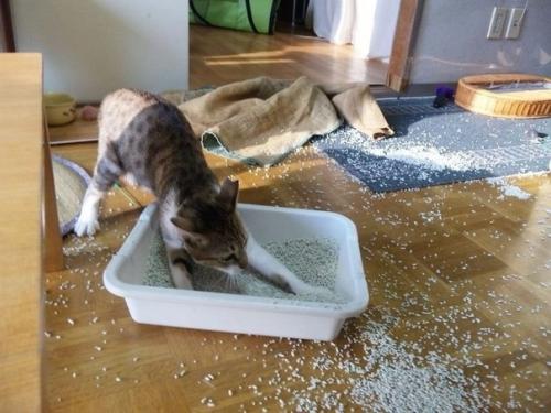 В доме обязательно должен быть котик. 08