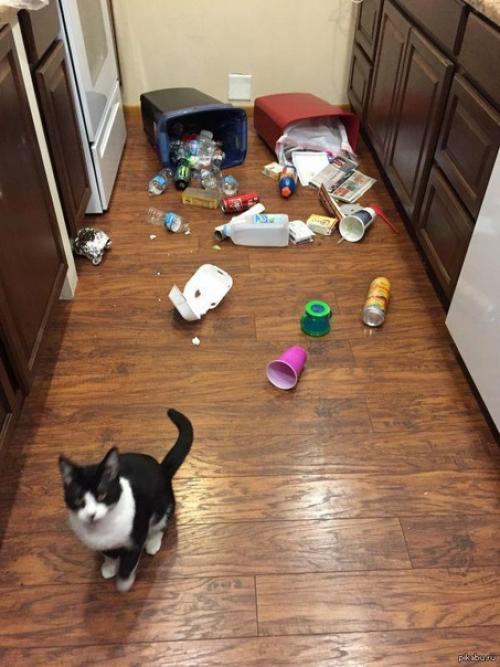 В доме обязательно должен быть котик. 02