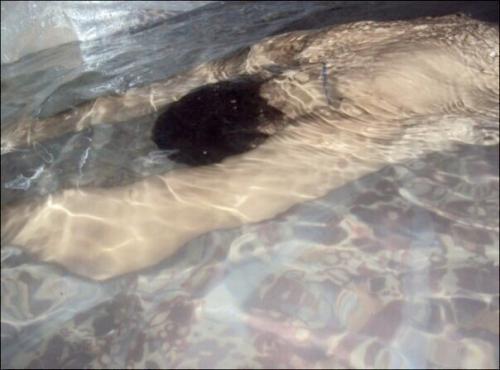 Об их интеллекте, думаю, не стоит рассуждать. 05