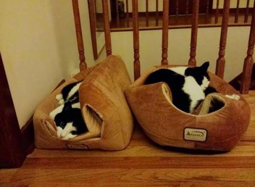 Самый лучший элемент интерьера - это котики. 08