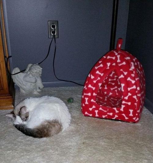 Самый лучший элемент интерьера - это котики. 06