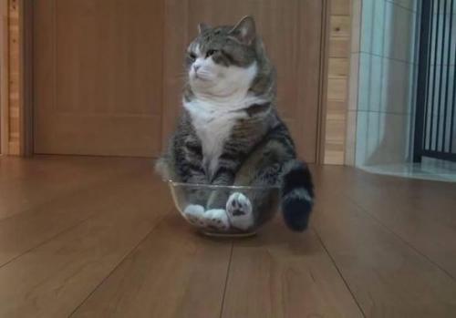 Самый лучший элемент интерьера - это котики.
