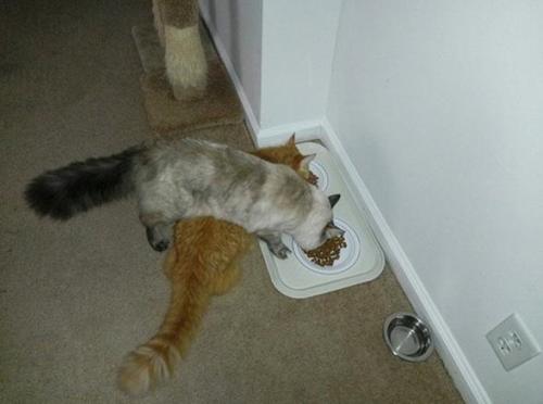 Самый лучший элемент интерьера - это котики. 05