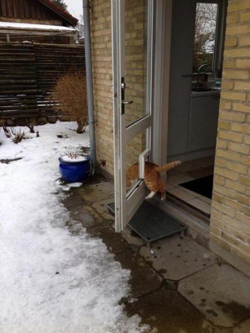 Самый лучший элемент интерьера - это котики. 07