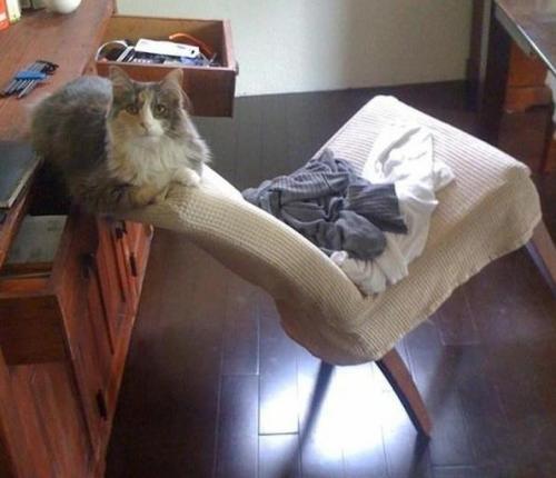 Самый лучший элемент интерьера - это котики. 09