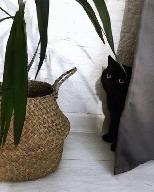 У хозяев замечательный вкус! 04