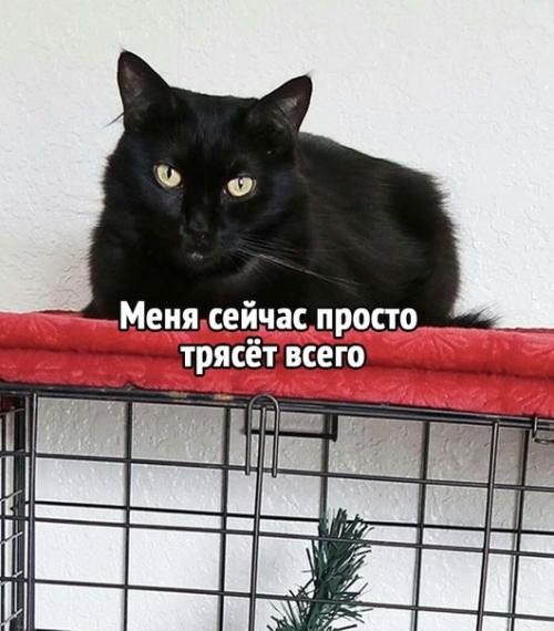 А вы уже придумали, как будете спасать свою ёлочку от кота. 01