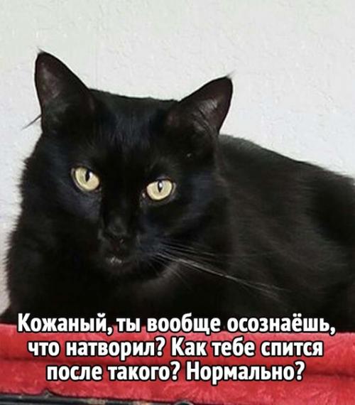 А вы уже придумали, как будете спасать свою ёлочку от кота.