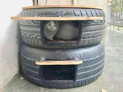 Укрытие для бездомных котиков.