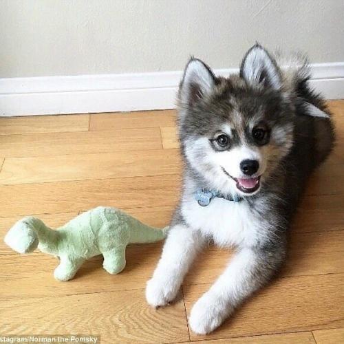 Я даже не думала, что такая порода существует. 01