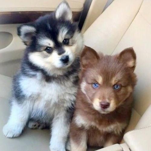 Я даже не думала, что такая порода существует. 02