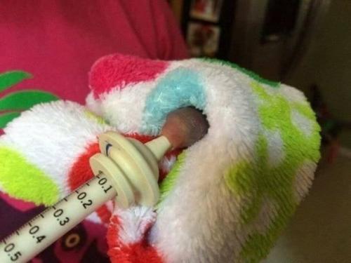 Немного милоты вам в ленту. 02