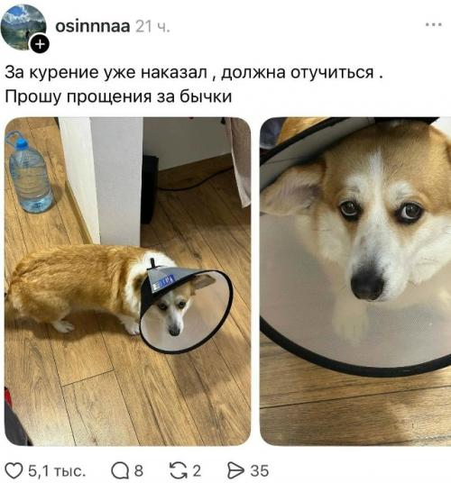Пост с жалобой на мусор возле дома, в котором автор обвинил во всём Собачников, неожиданно вышел из-под контроля. 03