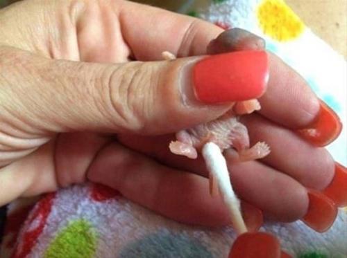 Немного милоты вам в ленту.