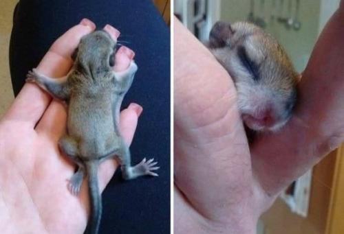 Немного милоты вам в ленту. 04