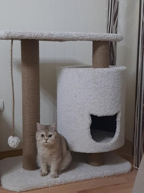 Но зачем столько сложностей, подарите коту коробку. 01