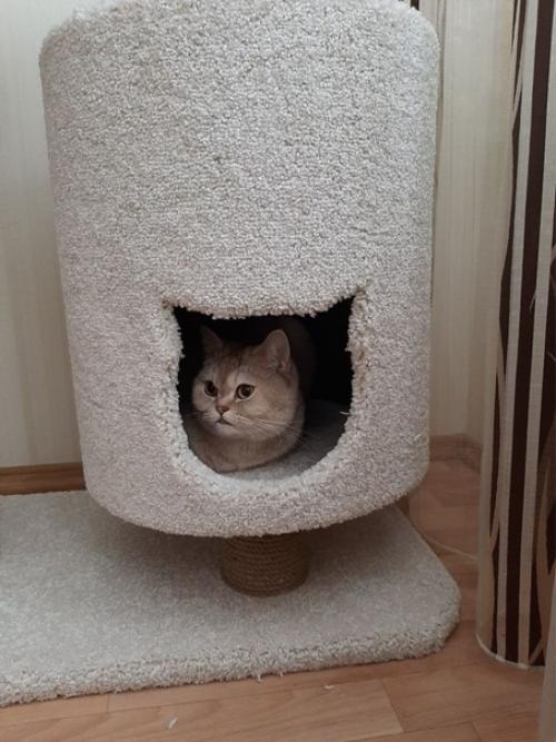 Но зачем столько сложностей, подарите коту коробку. 03