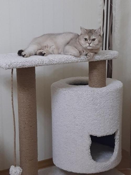 Но зачем столько сложностей, подарите коту коробку. 02