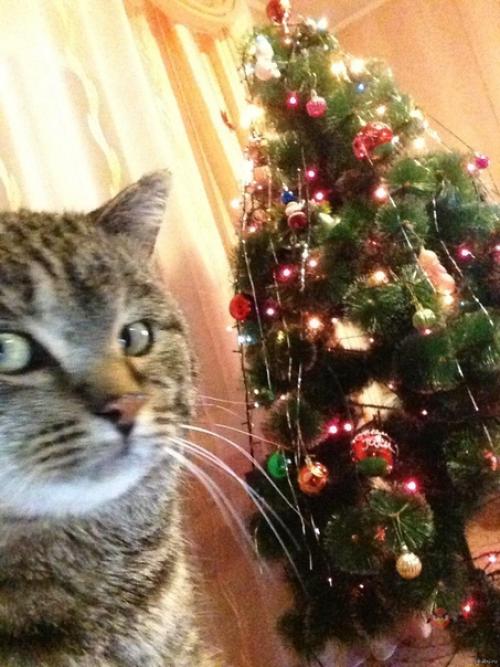 Вот, кто любит новогодние праздники больше всего. 01