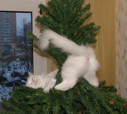 Вот, кто любит новогодние праздники больше всего. 04