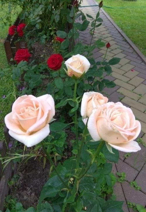 Посмотрите, как облагородил участок наш подписчик за 9 лет. 07